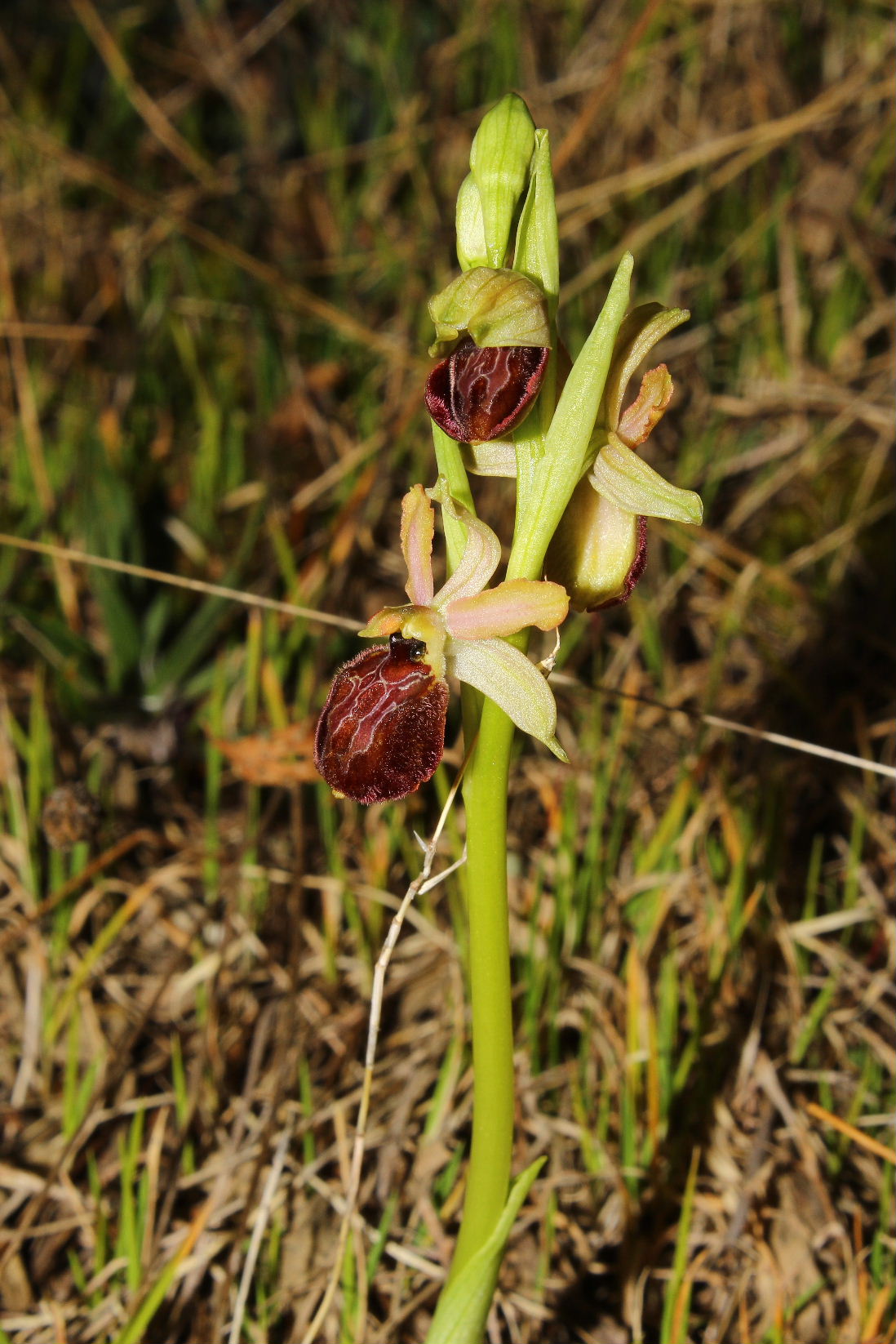 Ophrys arachnitiformis a confronto